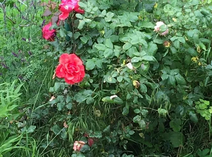 Venia's House سكالا بوتامياس